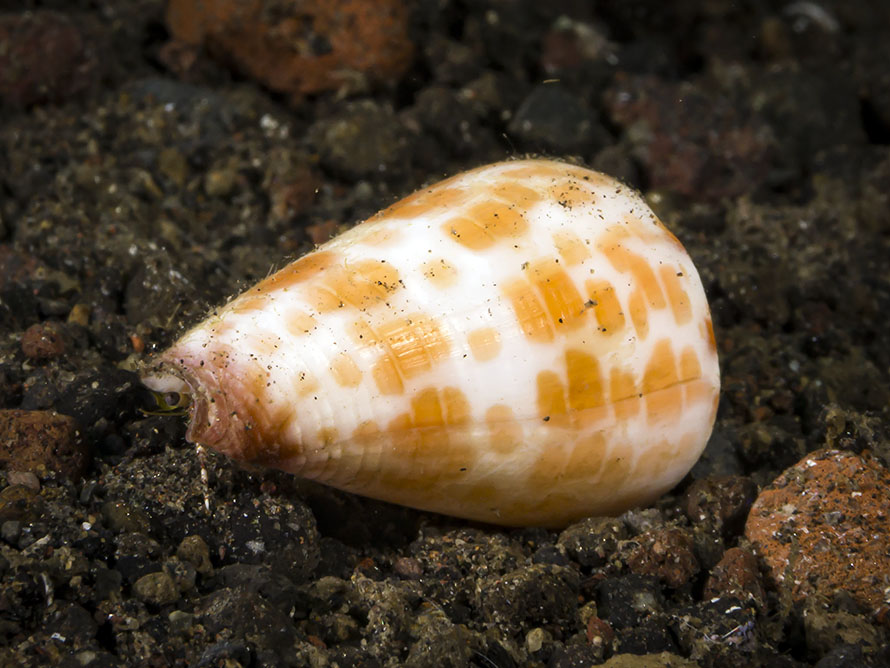 Conus tessulatus